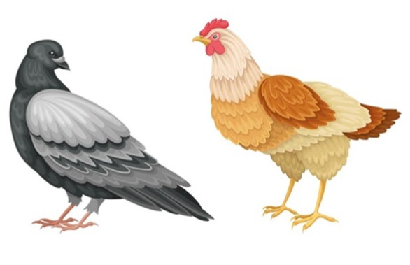 L'image représente une poule et un pigeon qui ce regarde dans les yeux